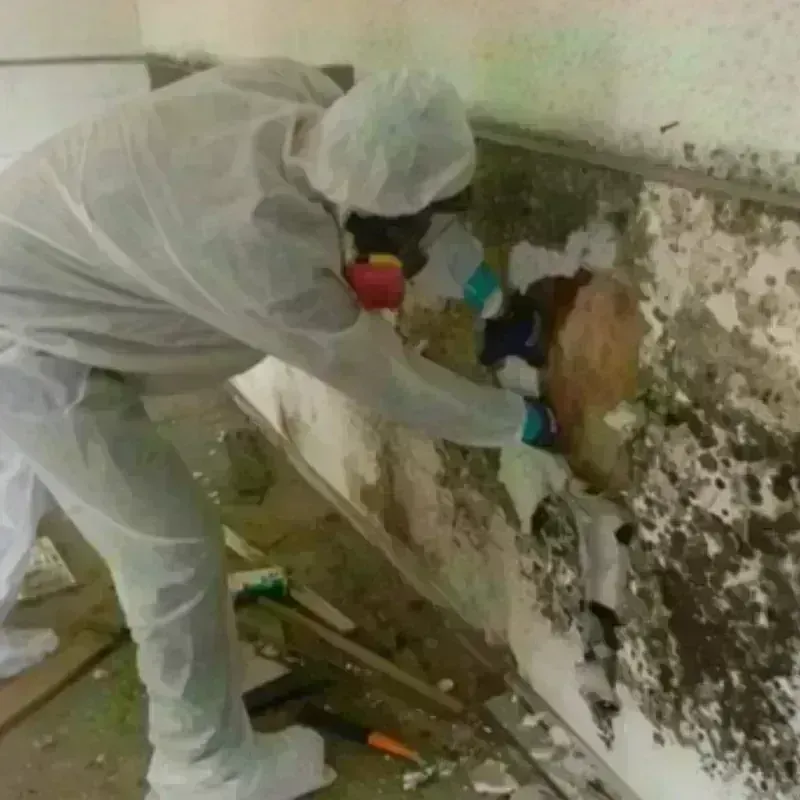 Mold Remediation and Removal in Mount Angel, OR